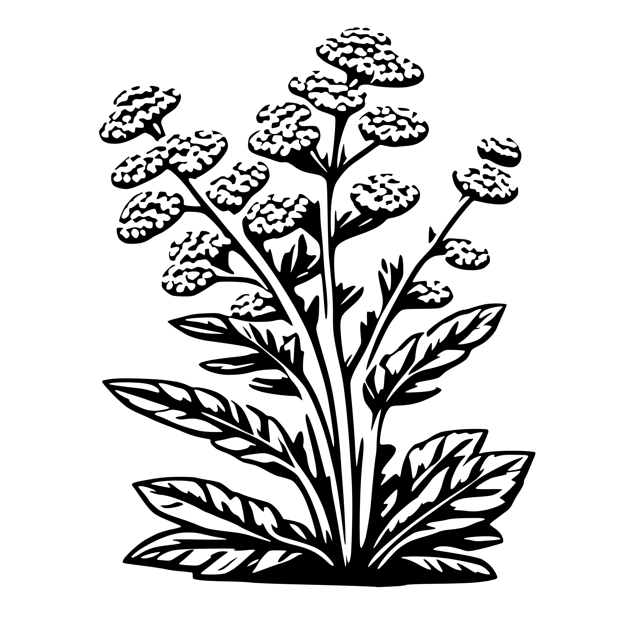 AI-generated SVG of 'sing yarrow plant'