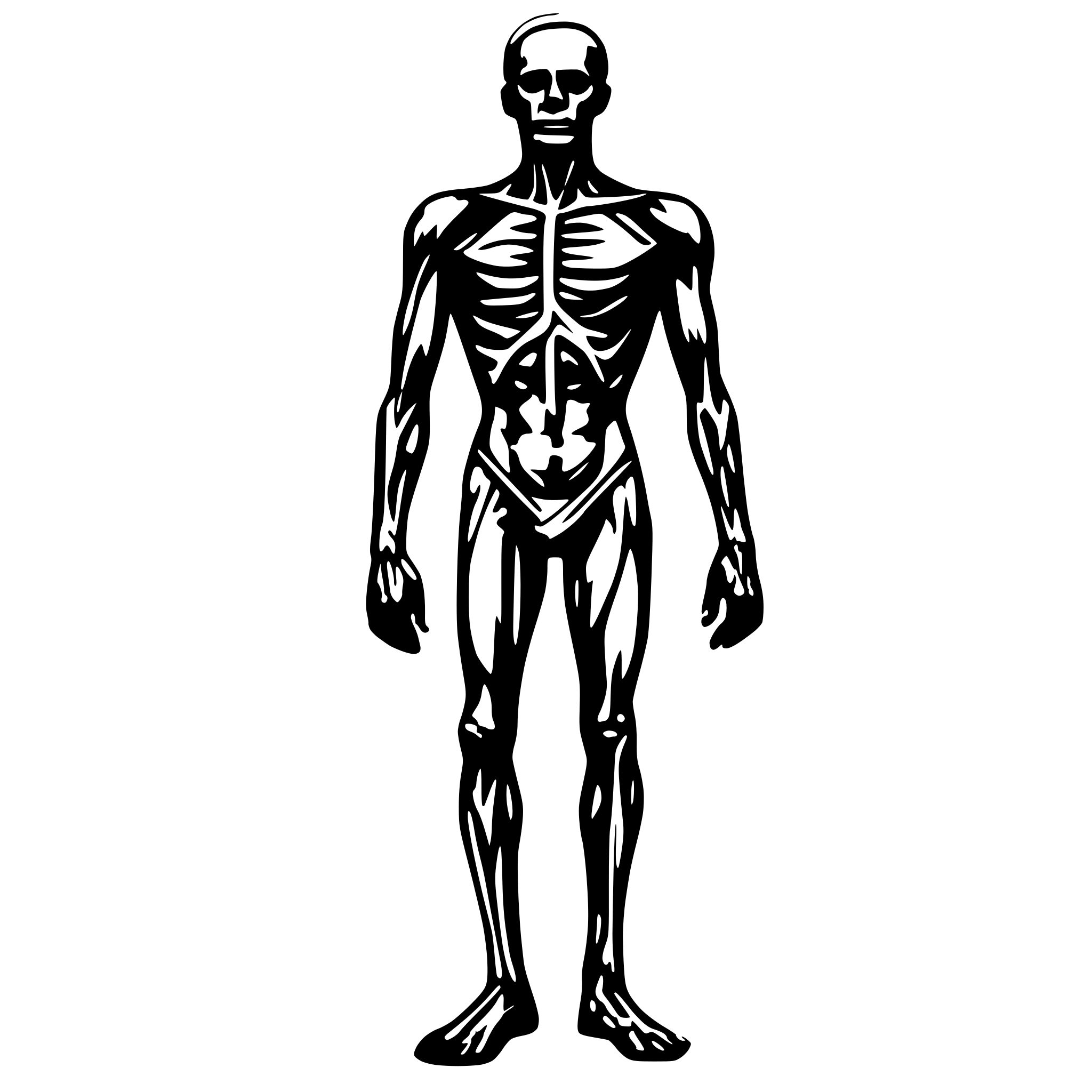 AI-generated SVG of 'full Human body anatomy outline'