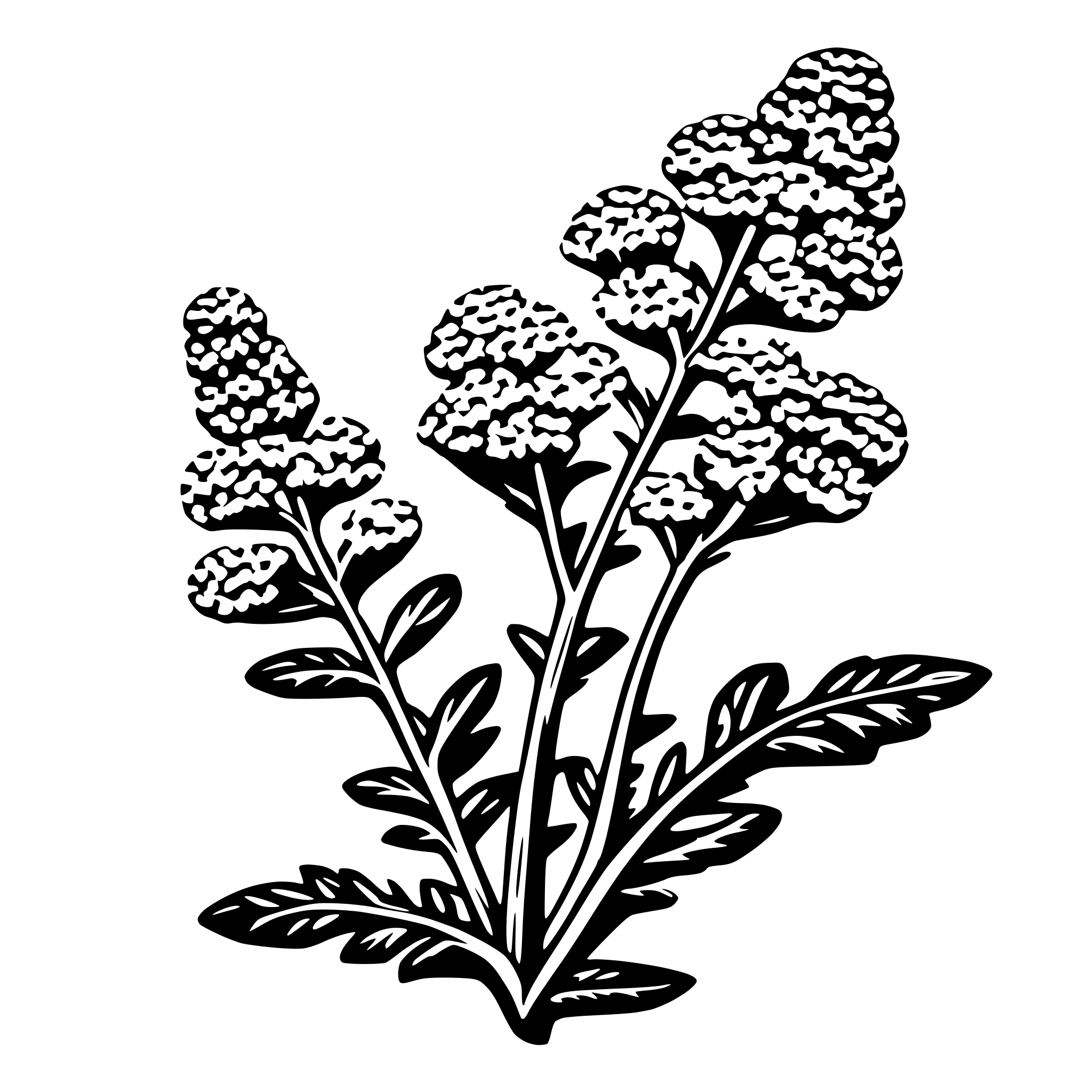 AI-generated SVG of a sing yarrow plant